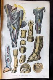 Brown 1900 Farriery Print. Muscles of the Fore Legs 06