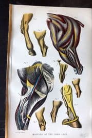 Brown 1900 Farriery Print. Muscles of the Hind Legs 07