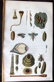 Brown 1900 Farriery Print. Parasites of the Horse 10