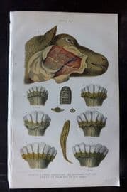 Brown 1900 Farriery Print. Sheep Exhibiting the Bleeding Vein & Teeth 14