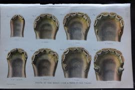 Brown 1900 Farriery Print. Teeth of the Horse from a Week to Six Years 04