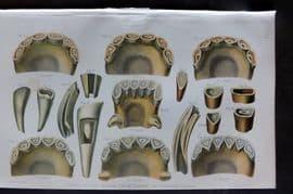 Brown 1900 Farriery Print. Teeth of the Horse from Seven to Fifteen Years 04