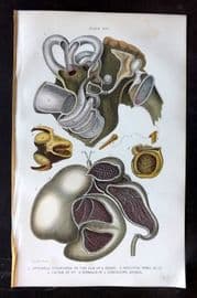 Brown 1900 Farriery. Ear of Horse, Caecum & Stomach of Ruminating Animal 13