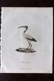 Bruce 1813 Antique Bird Print. Abou Hannes