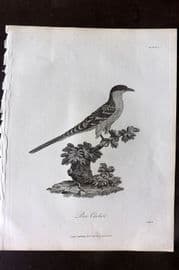 Bruce 1813 Antique Bird Print. Bee Cuckoo