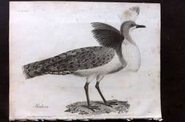 Bruce 1813 Antique Bird Print. Houbarra