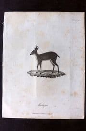 Bruce 1813 Antique Bird Print. Madoqua