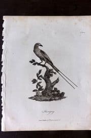 Bruce 1813 Antique Bird Print. Sheregrig