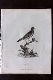 Bruce 1813 Antique Bird Print. Waalia