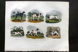 Buffon & Huish 1862 Dog Print. Greyhound Harrier Foxhound Spaniel Pointer Terrier