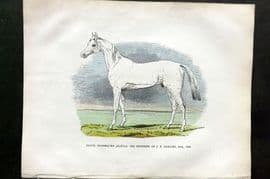 Buffon & Huish 1862 HCol Arabian Horse Print. Inaum Property of J. F. Herring