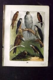 Buffon Keyl C1880 Kestrel, Hobby, Iceland Falcon, Merlin, Kite, Peregrine 14