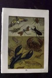 Buffon Keyl C1880 Moth, Spider, Grasshopper, Dragonfly, Beetle, Crab Lobster 30