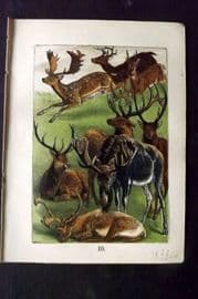 Buffon Keyl C1880 Print. Buck, Virginian Deer, Roebuck, Stag, Reindeer, Moose 10