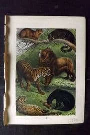 Buffon Keyl C1880 Print. Caracal, Clouded, Bengal Tiger, Lion, Cheetah, Leopard 02