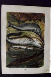 Buffon Keyl C1880 Print. Dory, Sturgeon, White Shark, Dog-fish, Sword Fish 25