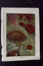 Buffon Keyl C1880 Print. Medusa, Sea Star, Coral, Tree Coral 32