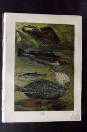 Buffon Keyl C1880 Print. Skate, Cod, Stickleback, Plaice, Turbot, Flounder 26