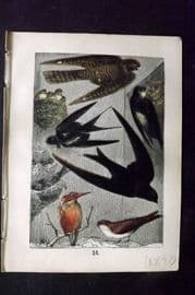 Buffon Keyl C1880 Print. Swallow, House Martin, Swift, Kingfisher, Martin 16