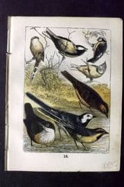 Buffon Keyl C1880 Print. Tits, Meadow Pipit, Water Ouzel Pied & Grey Wagtail 18