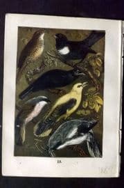 Buffon Keyl C1880 Song Thrush, Ring Ouzel, Blackbird, Golden Oriole  Shrike 19