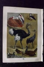 Buffon Keyl C1880 Stork, Pewitt, Ostrich, Crane, Waterhen, Woodcock, Bustard 23