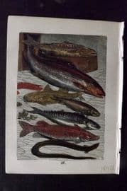 Buffon Keyl C1880 Trout, Salmon, Red Mullet, Herring, Mackerel, Pike, Eel 27