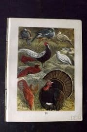 Buffon Keyl C1880 Turtle Ring Dove, Pheasant, Patangua, Jungle Fowl, Turkey 22