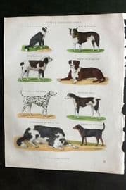 Buffon, Smellie & Huish 1862 Dalmation Mastiff Newfoundland Terrier Dog