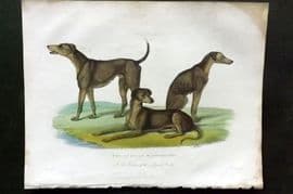 Buffon, Smellie & Huish 1862 Hand Col Print. African Bloodhounds. Dogs