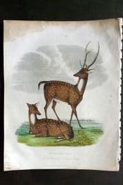 Buffon, Smellie & Huish 1862 Hand Col Print. Ganges Stag