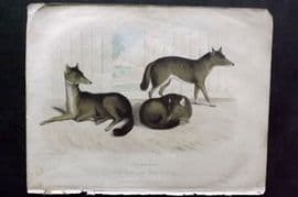 Buffon, Smellie & Huish 1862 Hand Col Print. Jackals