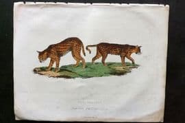 Buffon, Smellie & Huish 1862 Hand Col Print. Ocelots