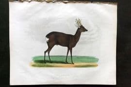 Buffon, Smellie & Huish 1862 Hand Col Print. Roebuck