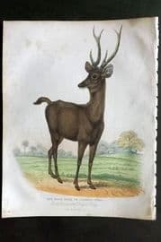 Buffon, Smellie & Huish 1862 Hand Col Print. Rusa Deer or Samboo Stag