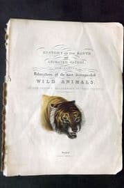 Buffon, Smellie & Huish 1862 Hand Col Print. Tiger. Iillus. Title Page