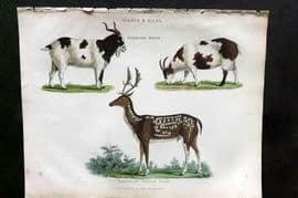 Buffon, Smellie & Huish 1862 HCol Print. Domestic Goats & Fallow Venison Deer