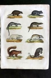 Buffon, Smellie & Huish 1862 Suricate, Hamster, Mongoose, Squirrel, Phalanger