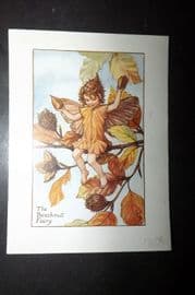 Cicely Mary Barker 1940's Flower Fairy Print. Beechnut Fairy