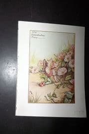 Cicely Mary Barker 1940's Flower-Fairy Print. Convolvulus Fairy