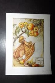 Cicely Mary Barker 1940's Flower Fairy Print. Crab Apple Fairy