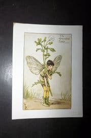 Cicely Mary Barker 1940's Flower-Fairy Print. Groundsell Fairy