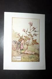 Cicely Mary Barker 1940's Flower-Fairy Print. Herb Robert Fairy