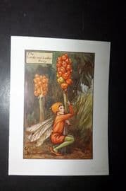 Cicely Mary Barker 1940's Flower Fairy Print. Lords and Ladies Fairy