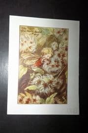 Cicely Mary Barker 1940's Flower Fairy Print. Old Man's-Beard Fairy