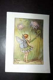 Cicely Mary Barker 1940's Flower-Fairy Print. Scabious Fairy