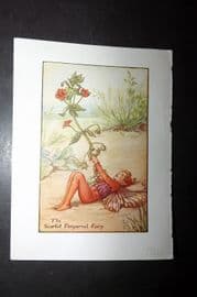 Cicely Mary Barker 1940's Flower-Fairy Print. Scarlet Pimpernel Fairy