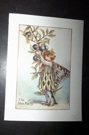 Cicely Mary Barker 1940's Flower Fairy Print. Sloe Fairy