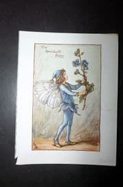 Cicely Mary Barker 1940's Flower-Fairy Print. Speedwell Fairy