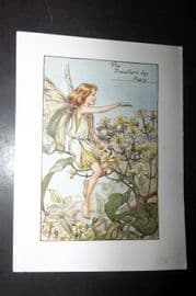 Cicely Mary Barker 1940's Flower-Fairy Print. The Traveller's Joy Fairy